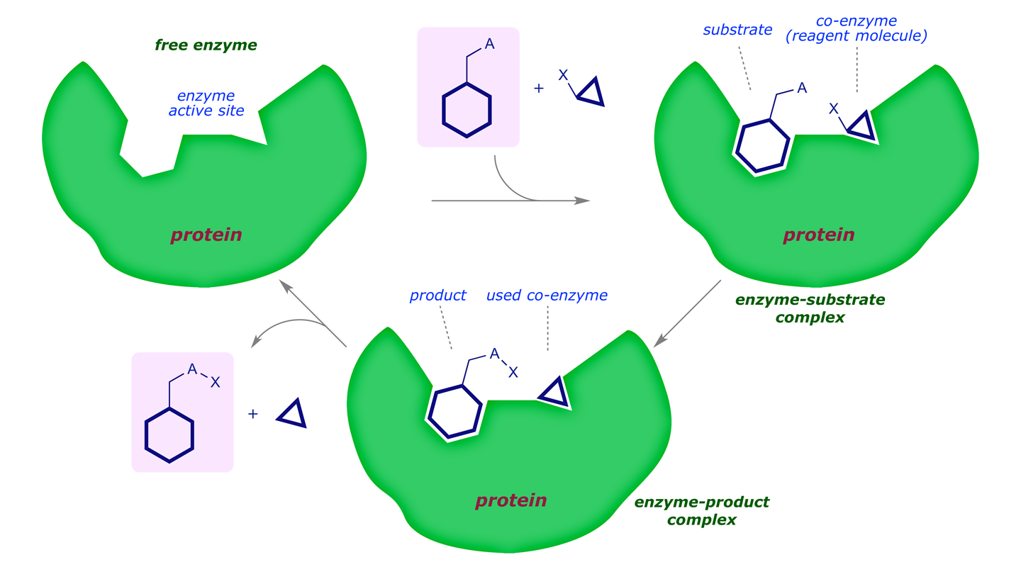 Graphic illustrating how an enzyme might act as a catalyst