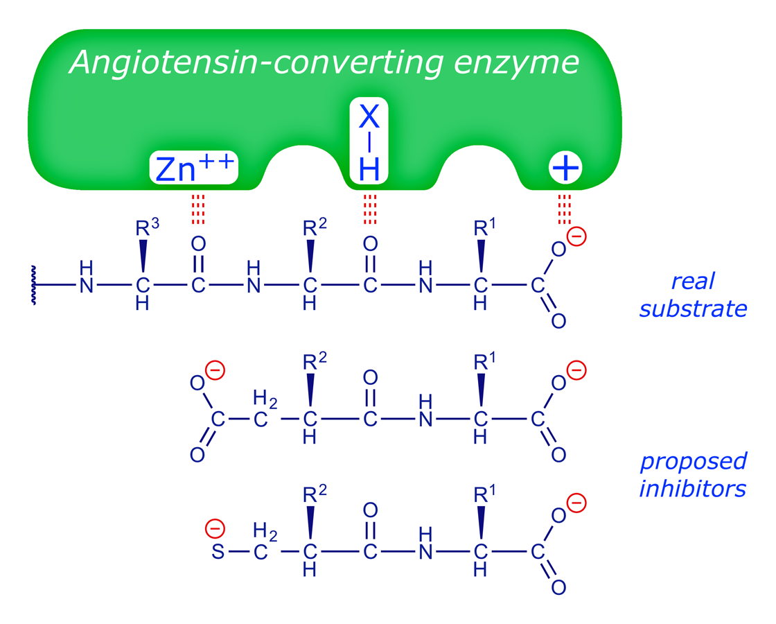 Mode of action of ACE by analogy with carboxypeptidase A