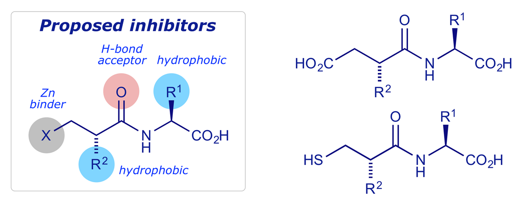 Generalised structures proposed by Squibb as possible ACE inhibitors