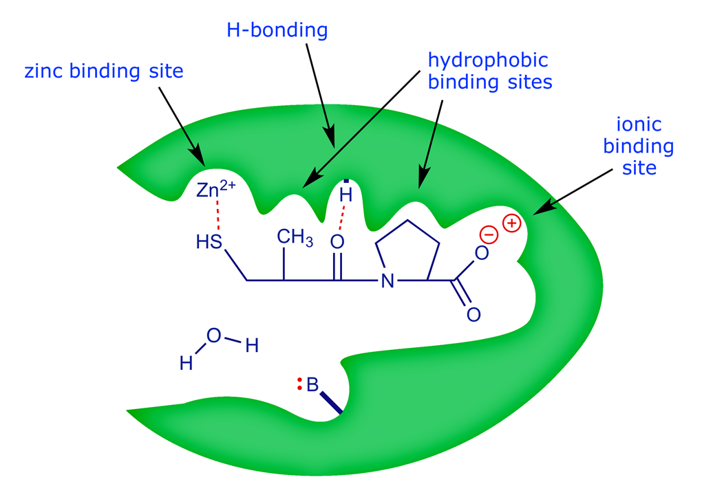 Cartoon showing the binding motif of the Squibb ACE inhibitors at the enzyme active site