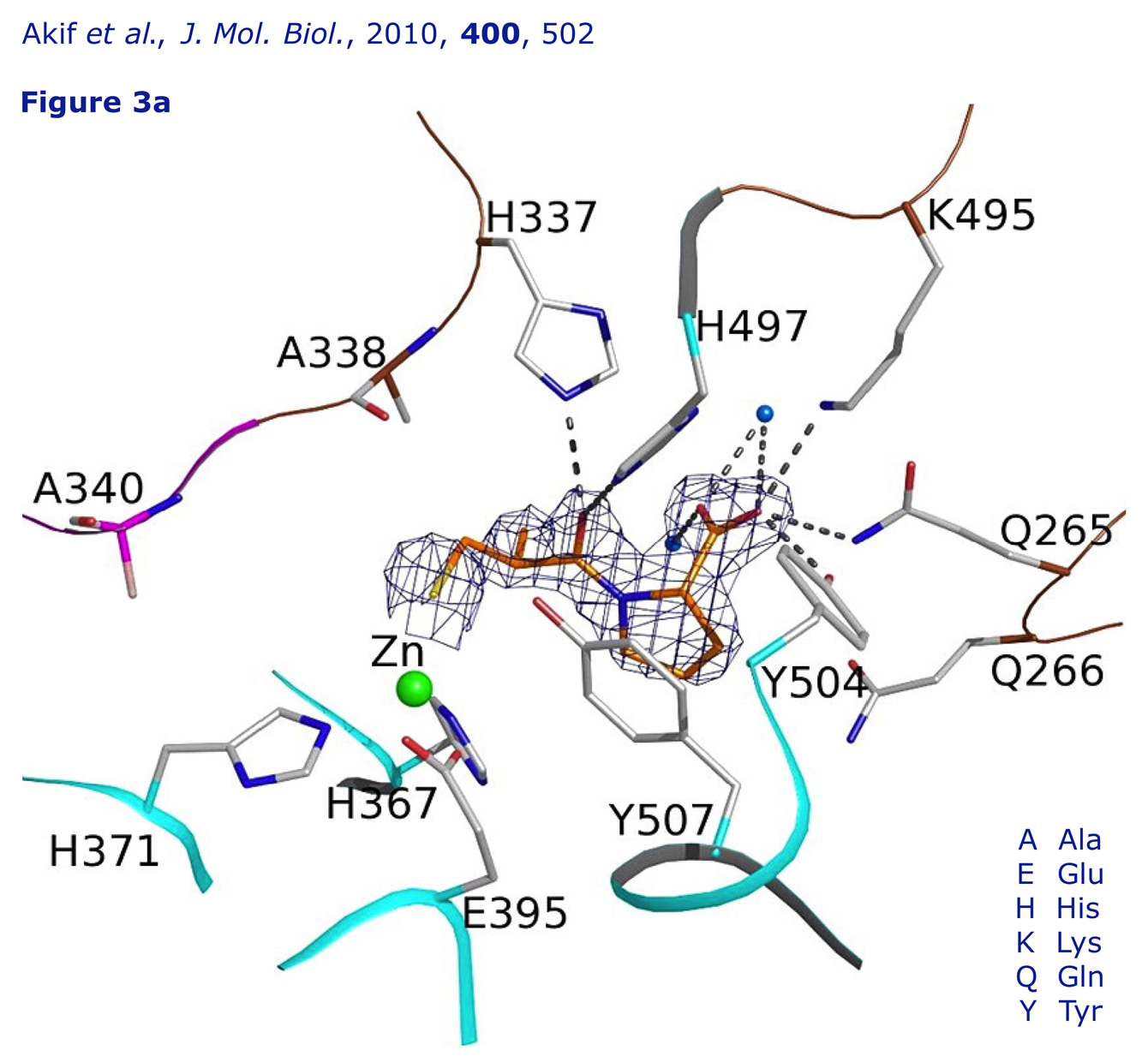 Figure 3a from Acharya's paper showing captopril bound to ACE