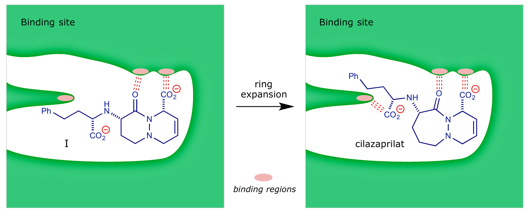 Cartoon showing improved binding of cilazaprilat to ACE brought about by ring expansion