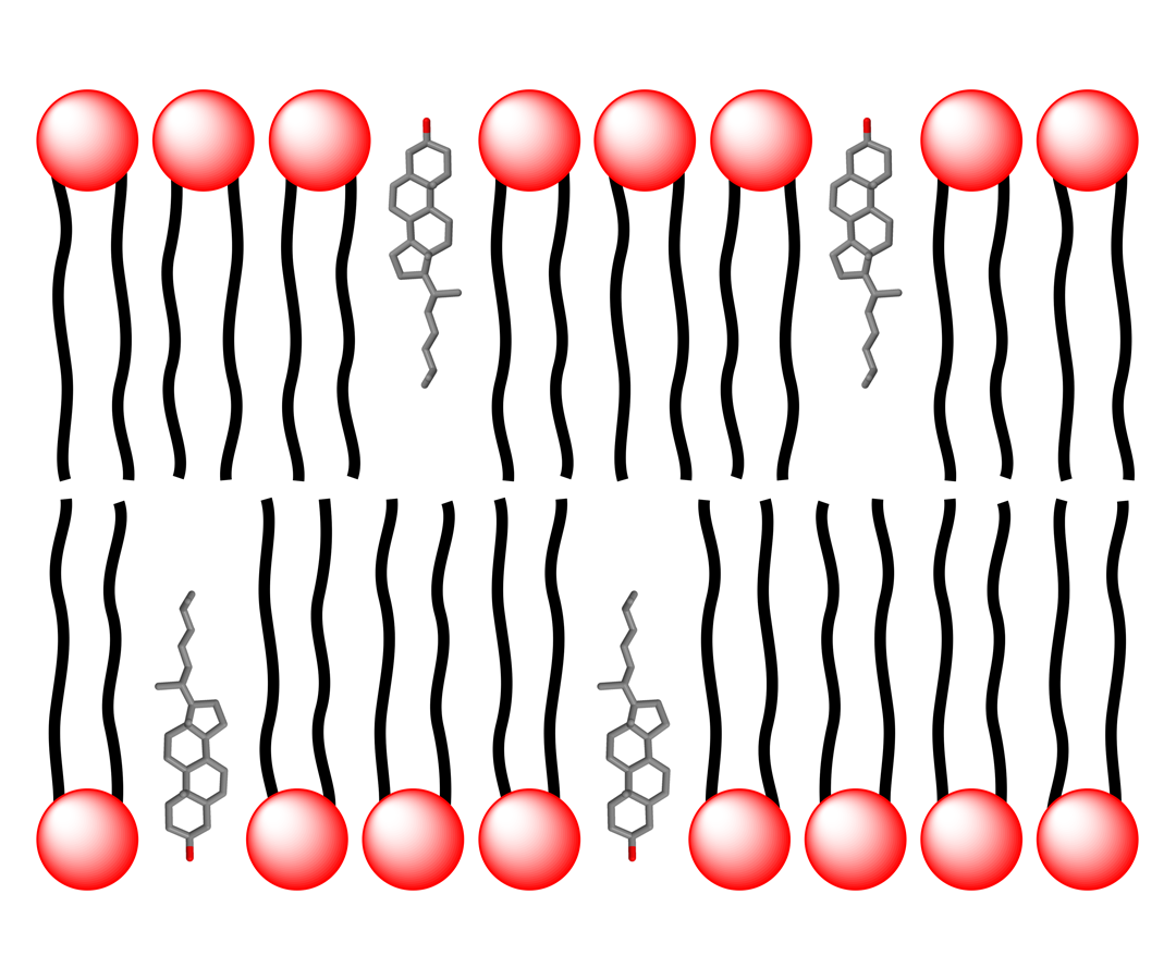 Schematic view of a phosphatidylcholine bilayer with embedded cholesterol