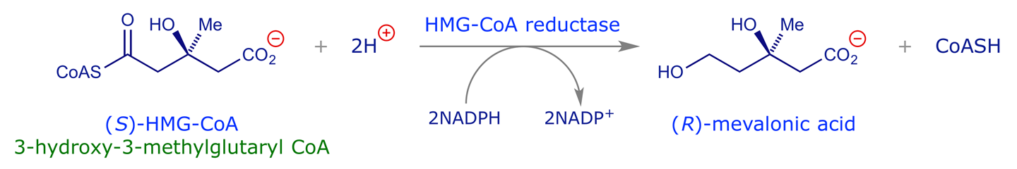The biosynthetic reaction mediated by HMG-CoA reductase