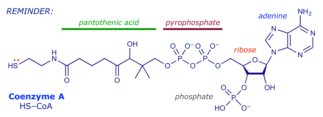 The structure of coenzyme A