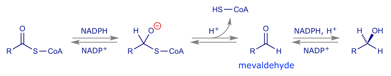 Scheme showing sequential reductions mediated by HMG-CoA using NADPH as the hydride source