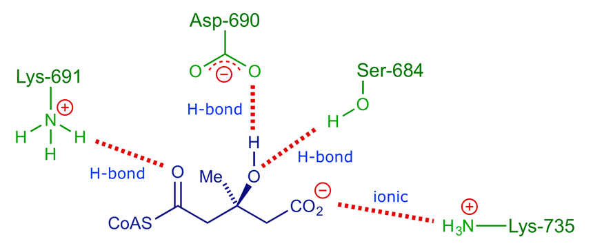 Diagram indicating the binding loci of HMG-CoA in the active site of the reductase enzyme