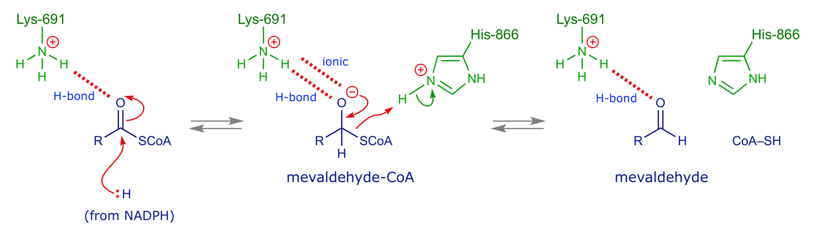 Diagram indicating the roles of Lys-691 and His-866 in the first reduction step