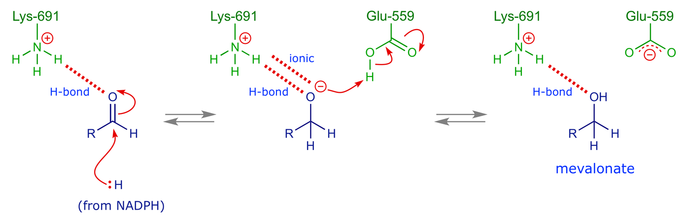 Diagram indicating the roles of Lys-691 and Glu-559 in the second reduction step