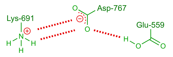 Diagram indicating the role of Asp-767 as an H-bond acceptor in the second reduction step