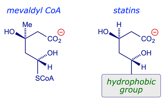 Structural relationship between statins and the natural intermediate mevaldyl-CoA