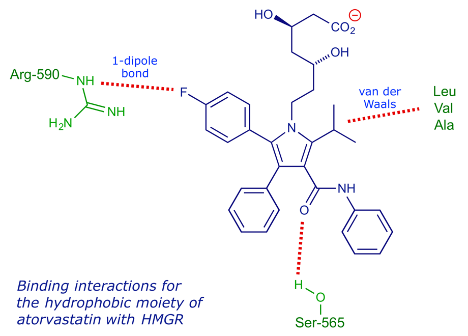 Diagram indicating the binding loci of atorvastatin in the active site of the reductase enzyme