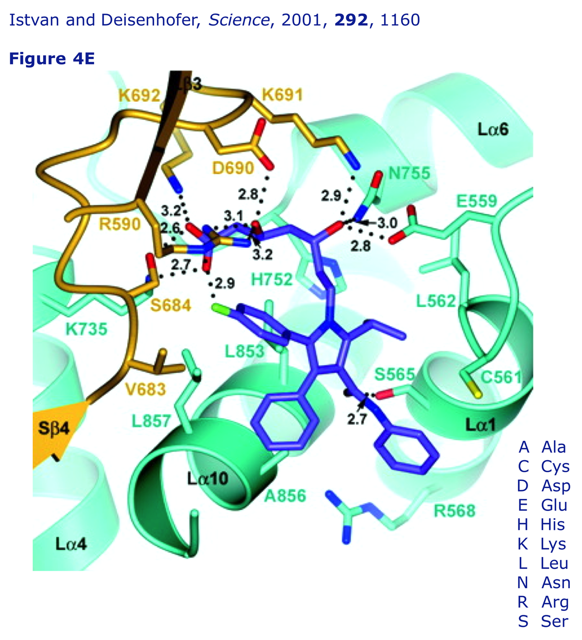 Figure 4E from Deisenhofer's 2001 paper showing atorvastatin bound to HMG-CoA reductase