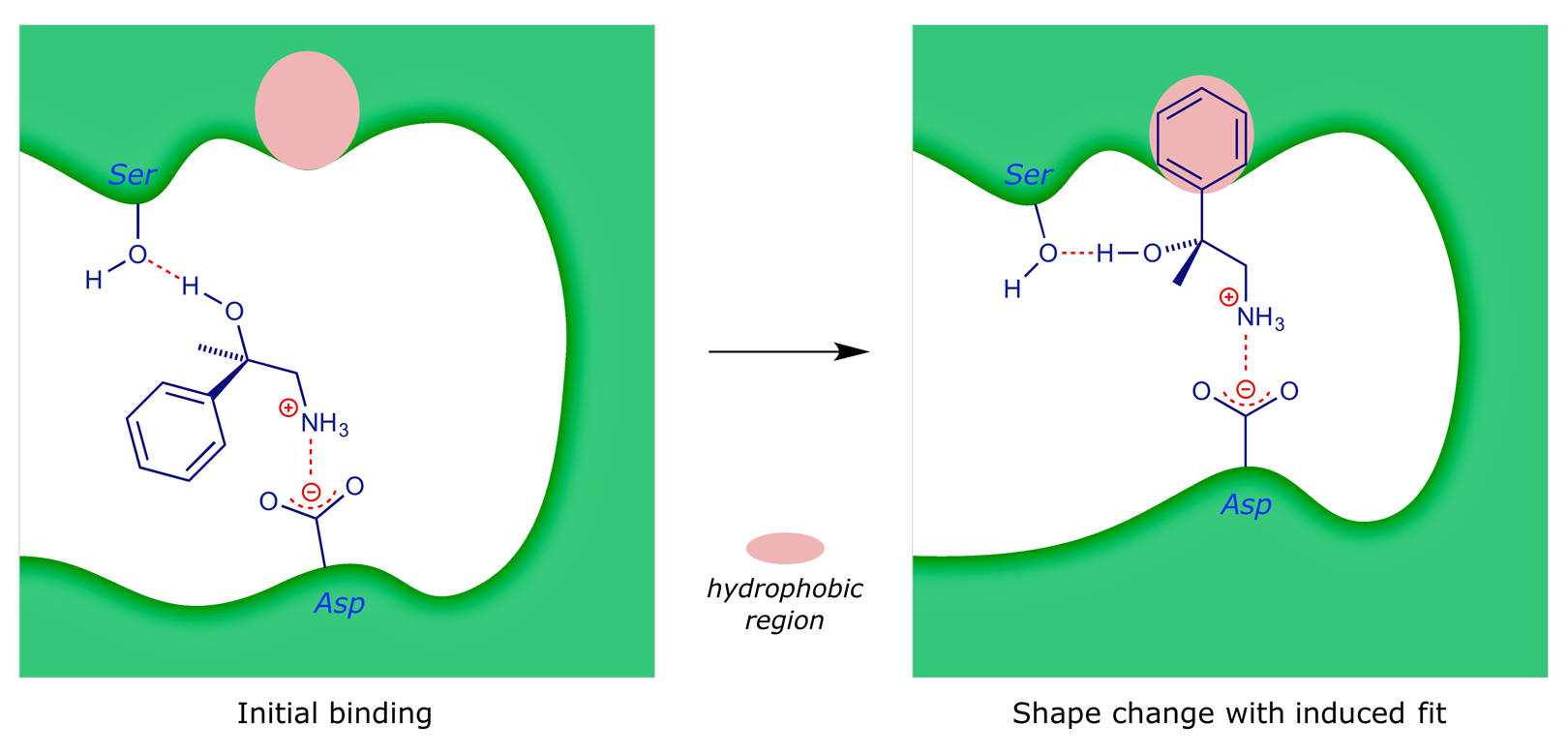 Cartoon showing how a protein might change its shape on binding a drug molecule