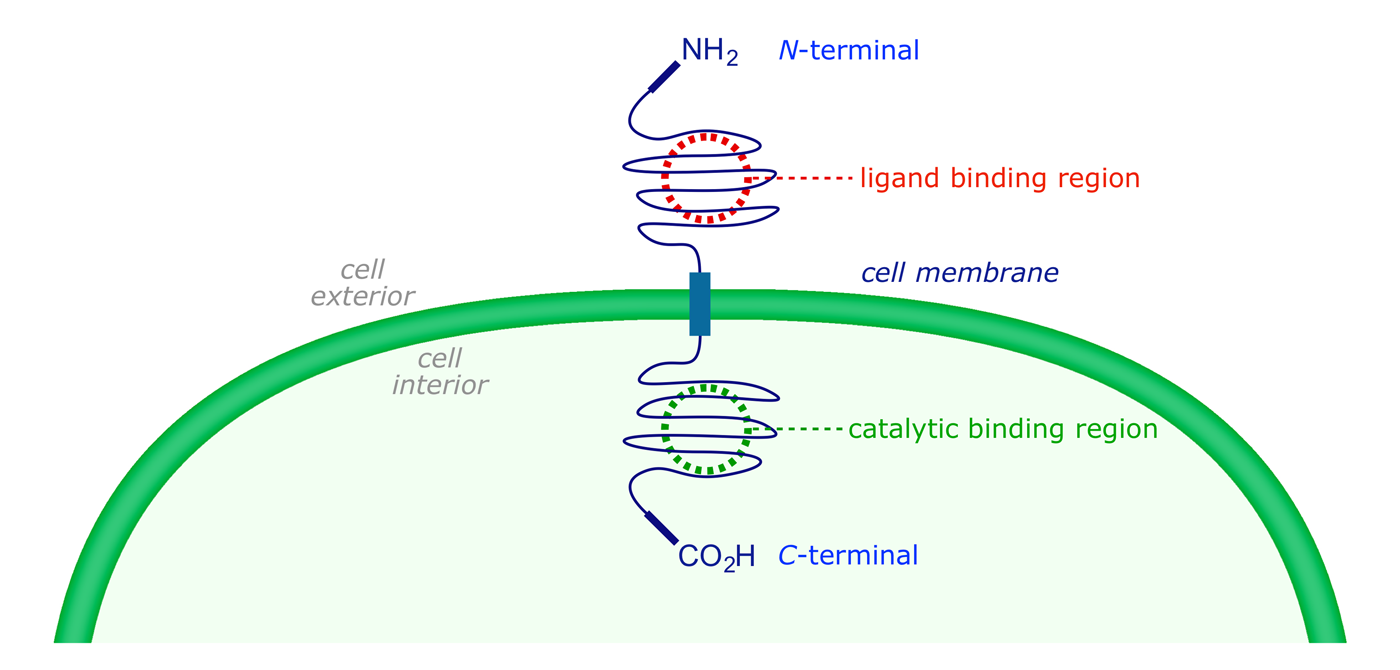 Cartoon representation of a receptor tyrosine kinase embedded in a cell wall