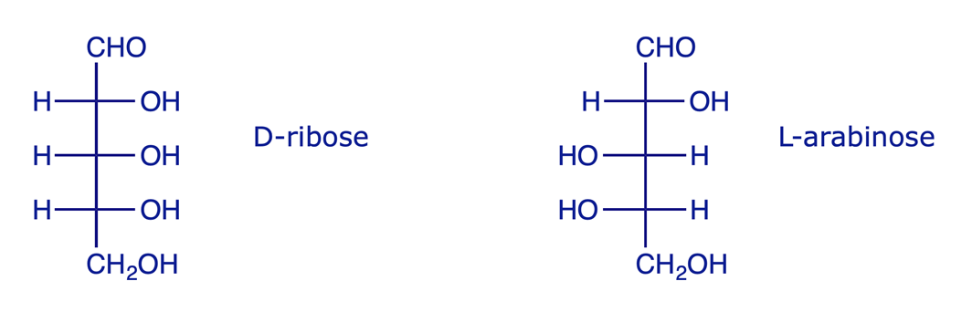 The structures of D-ribose and L-arabinose shown as Fischer projections