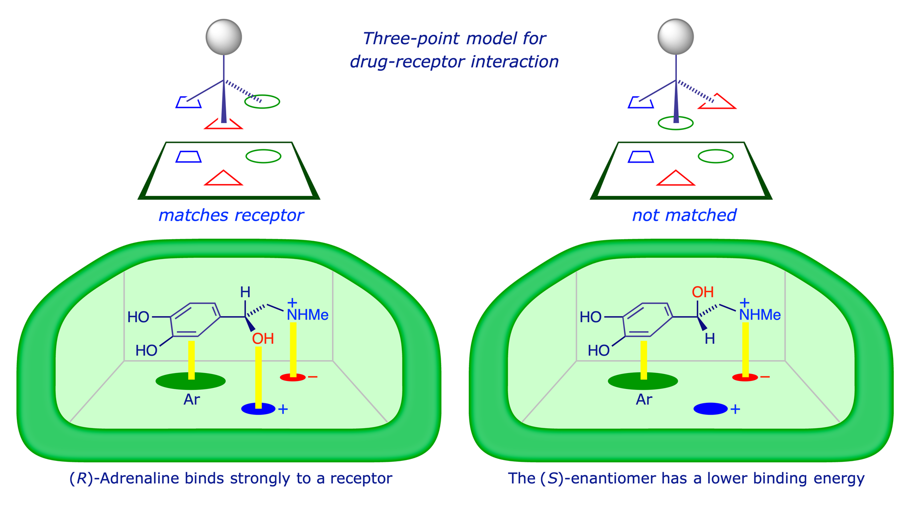 Cartoon representing the match/mismatch options for substrate-receptor binding
